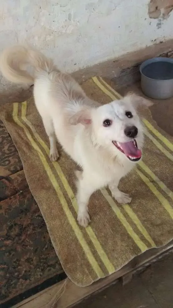Cachorro ra a Srd  idade 7 a 11 meses nome Dorinha 