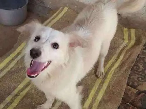 Cachorro ra a Srd  idade 7 a 11 meses nome Dorinha 