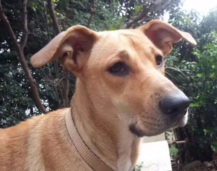 Cachorro ra a Srd  idade 2 anos nome Brenda