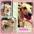 Brenda