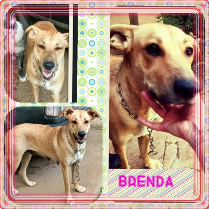 Cachorro ra a Srd  idade 2 anos nome Brenda