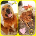 DUDU