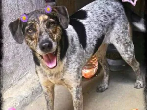 Cachorro raça Srd idade 3 anos nome Esmeralda