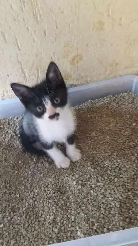 Gato ra a SRD idade Abaixo de 2 meses nome SEM NOMES
