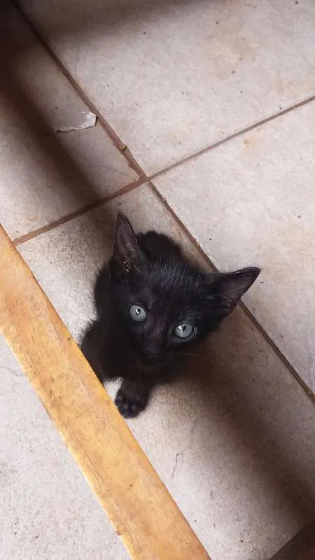 Gato ra a SRD idade Abaixo de 2 meses nome SEM NOMES