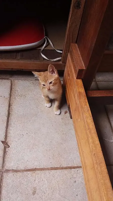 Gato ra a SRD idade Abaixo de 2 meses nome SEM NOMES