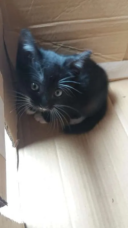 Gato ra a SRD idade Abaixo de 2 meses nome SEM NOMES