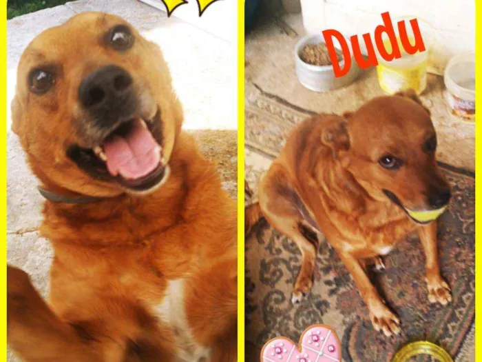 Cachorro ra a Mix de pit  idade 3 anos nome DUDU