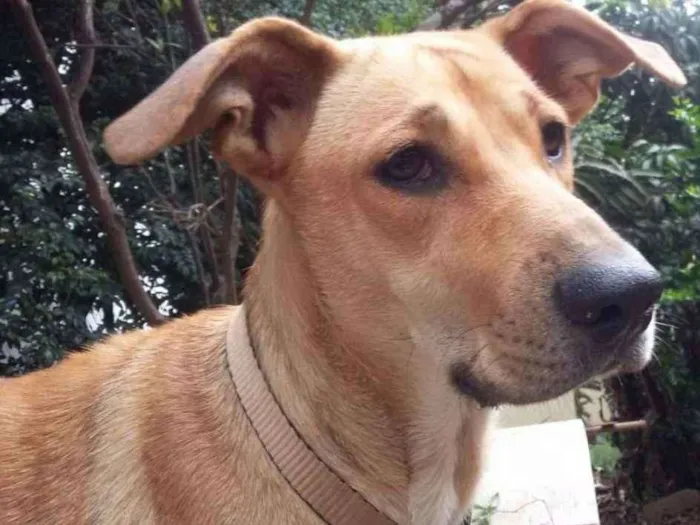Cachorro ra a Srd  idade 2 anos nome Brenda