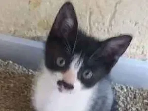 Gato raça SRD idade Abaixo de 2 meses nome SEM NOMES