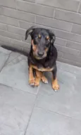 sem