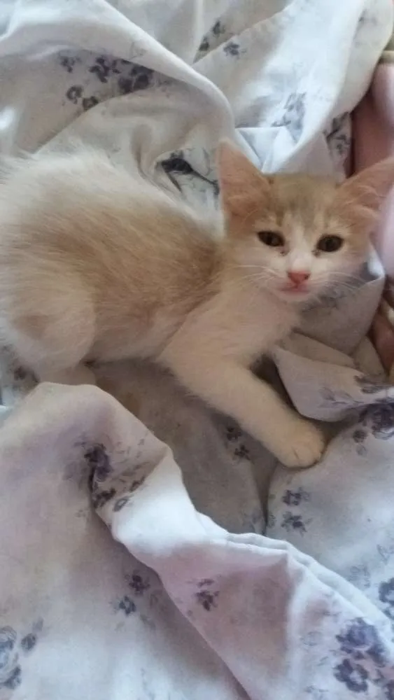 Gato ra a SRD idade 2 a 6 meses nome Lady Day