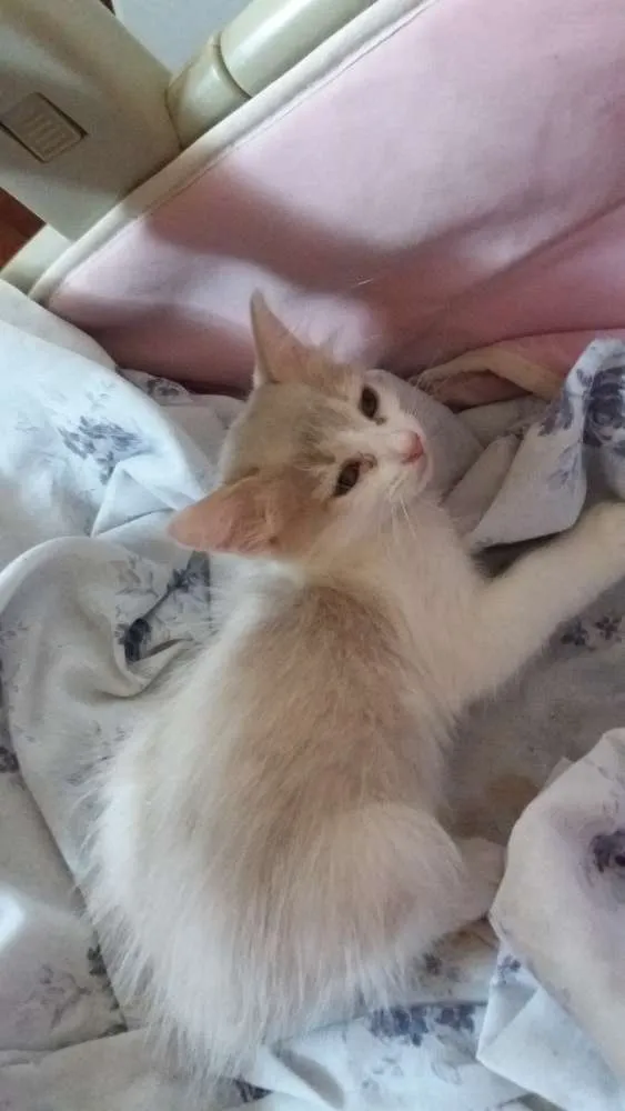 Gato ra a SRD idade 2 a 6 meses nome Lady Day