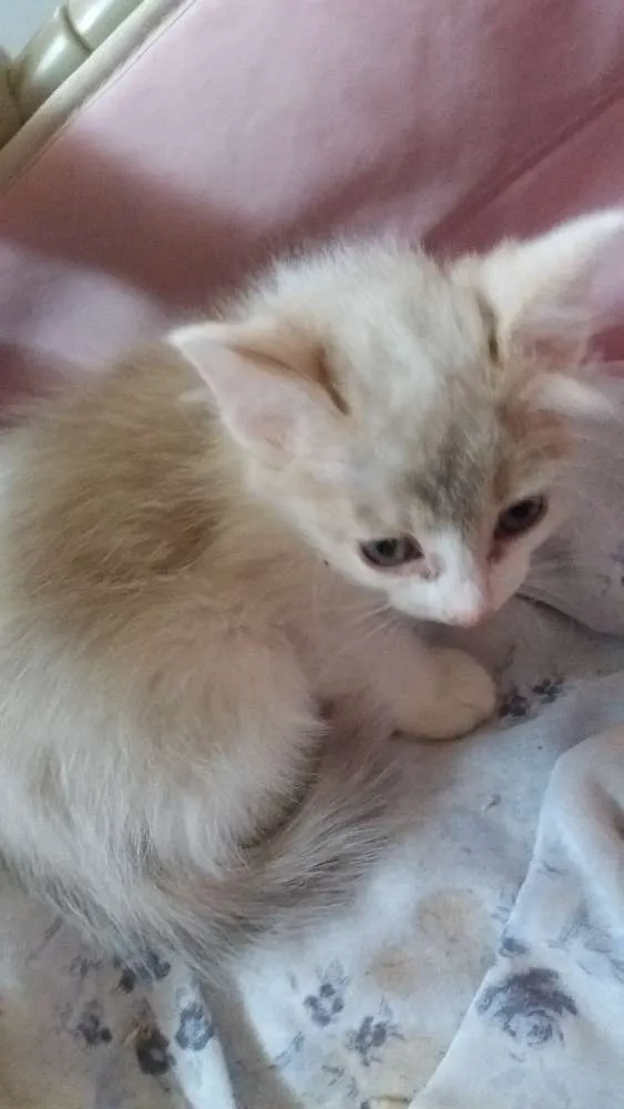 Gato ra a SRD idade 2 a 6 meses nome Lady Day
