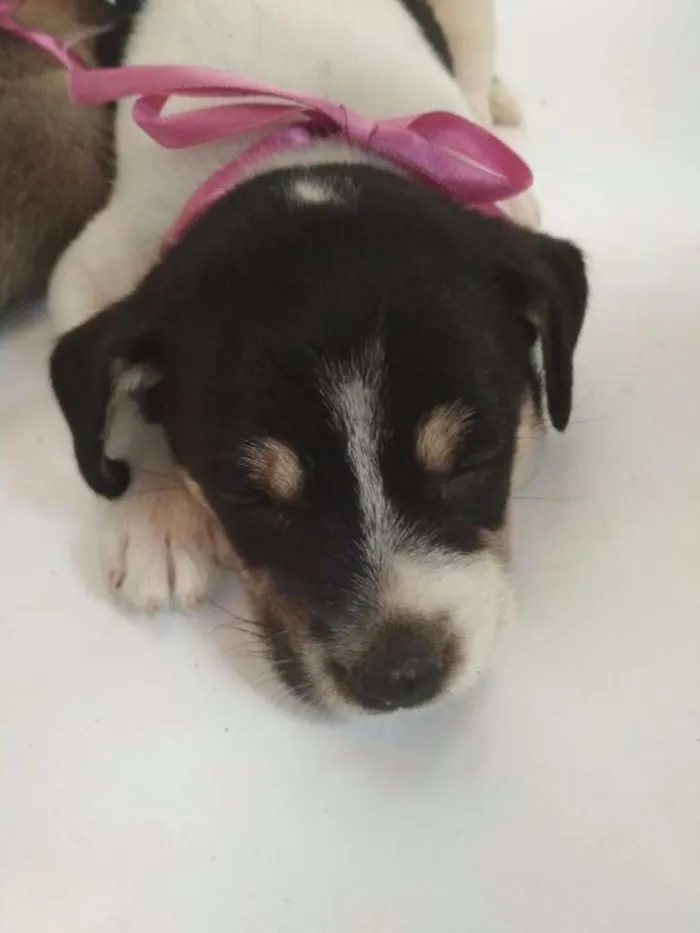 Cachorro ra a Viralata idade 2 a 6 meses nome sem nome :(