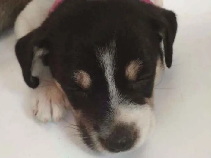 Cachorro ra a Viralata idade 2 a 6 meses nome sem nome :(
