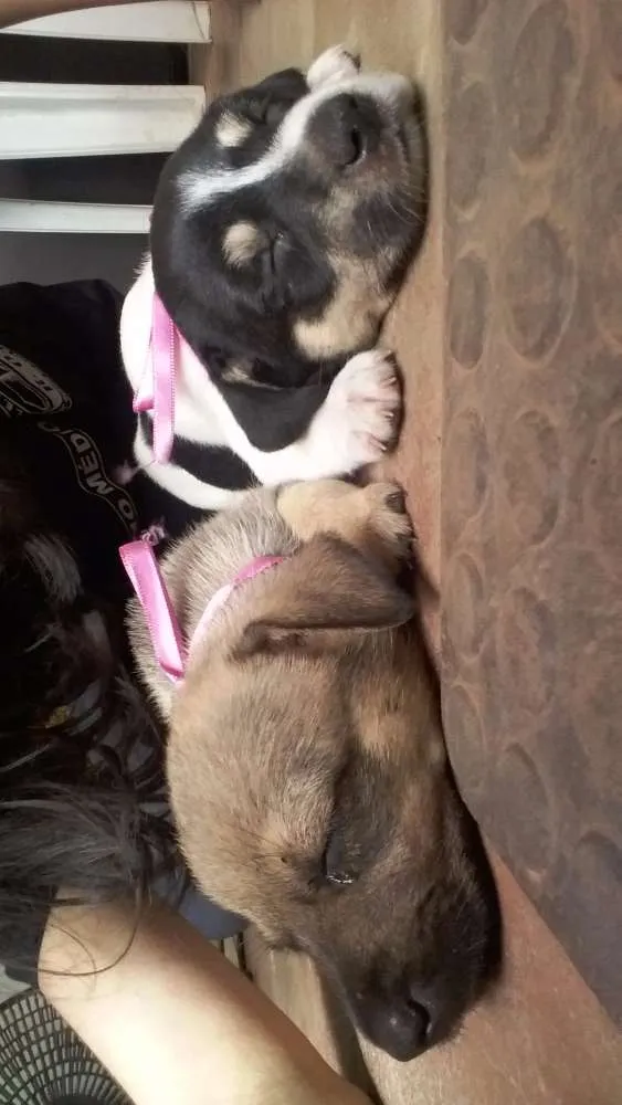 Cachorro ra a Viralata idade 2 a 6 meses nome sem nome :(