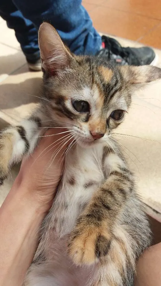 Gato ra a SRD idade 2 a 6 meses nome Kate