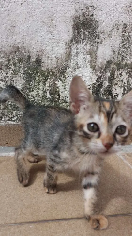 Gato ra a SRD idade 2 a 6 meses nome Kate