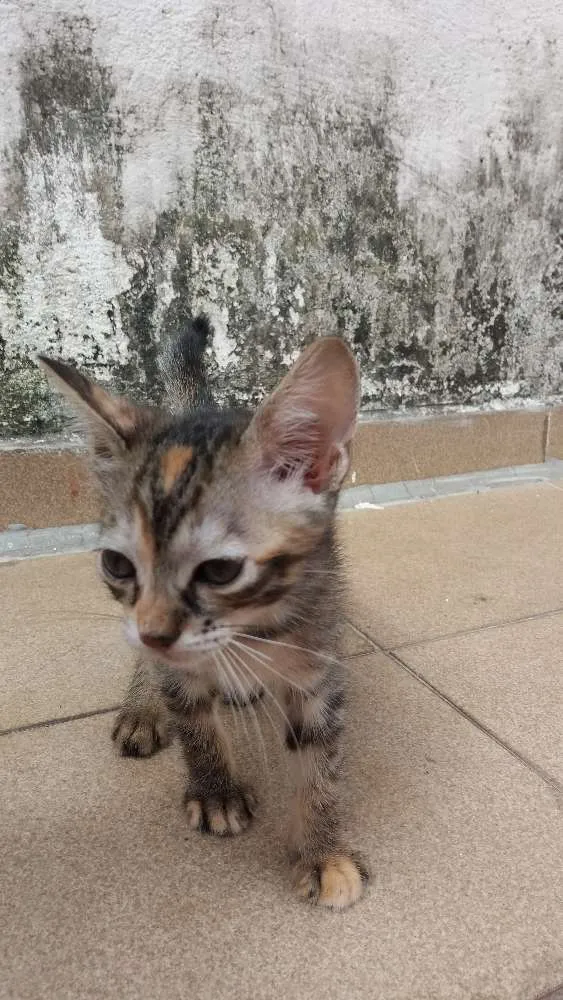 Gato ra a SRD idade 2 a 6 meses nome Kate