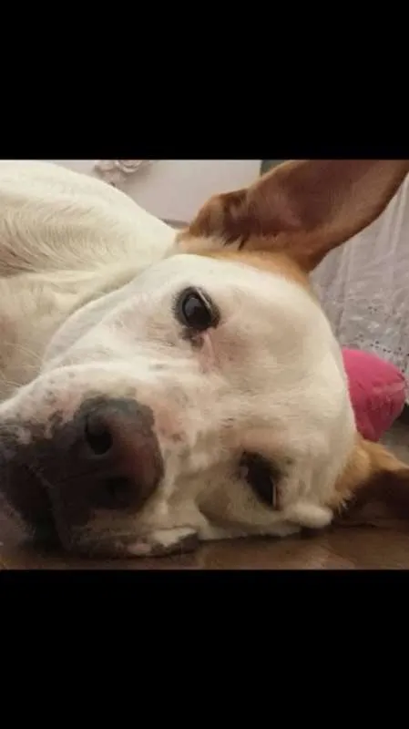Cachorro raça  idade 1 ano nome Chico
