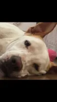Chico