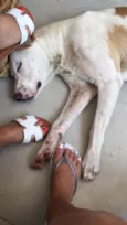 Chico