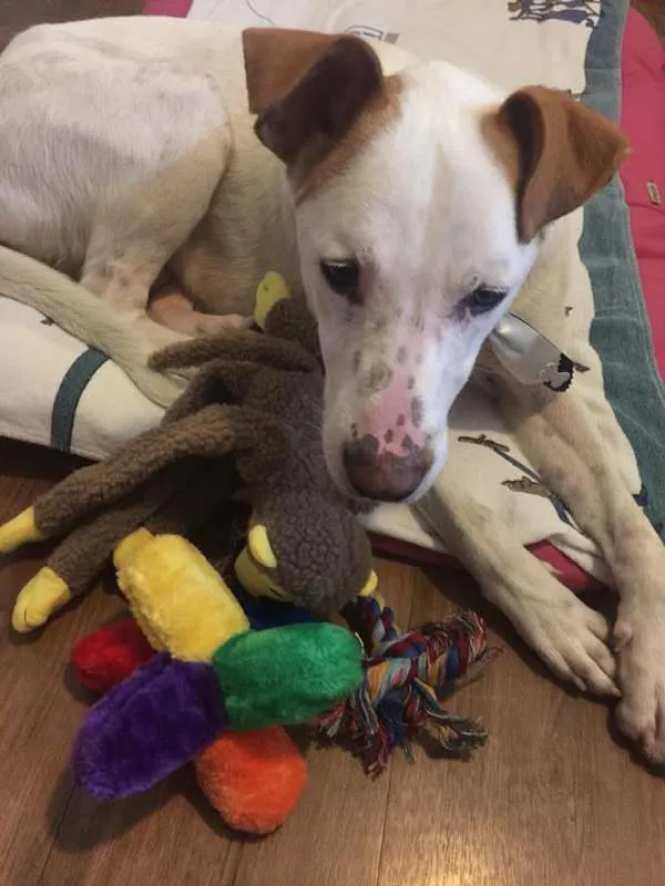 Cachorro raça  idade 1 ano nome Chico