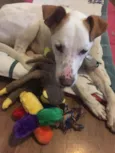 Chico