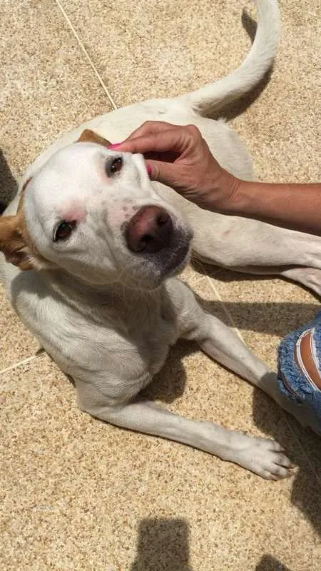 Cachorro raça  idade 1 ano nome Chico