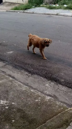 Cachorro raça Sem raca definida idade 3 anos nome Nao tem chamo de men
