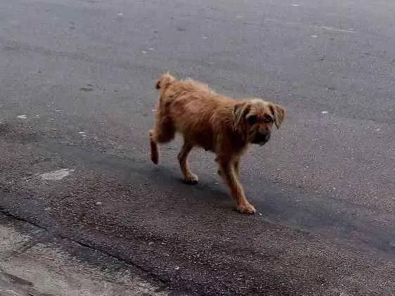 Cachorro raça Sem raca definida idade 3 anos nome Nao tem chamo de men