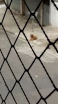 Nao tem chamo de men