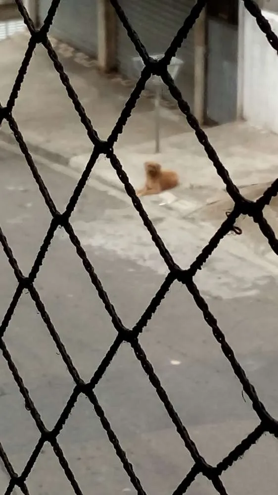 Cachorro raça Sem raca definida idade 3 anos nome Nao tem chamo de men