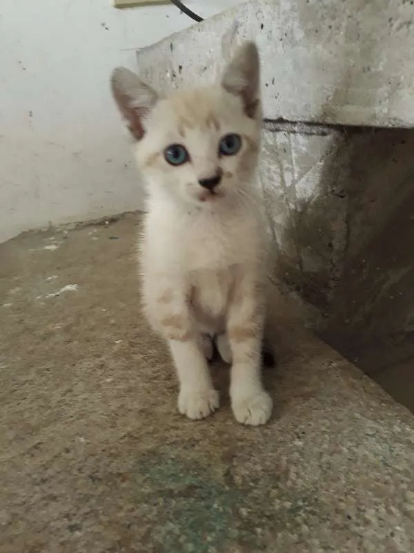 Gato ra a  idade Abaixo de 2 meses nome Ainda não tem nome