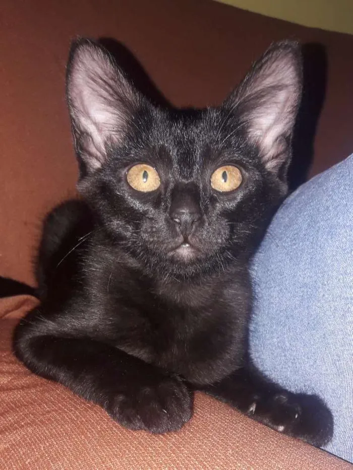 Gato ra a Sem raça  idade 2 a 6 meses nome Lorem