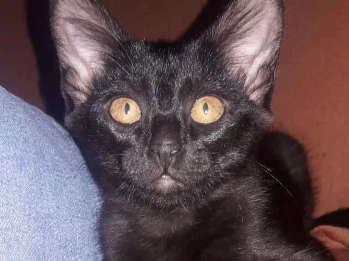 Gato ra a Sem raça  idade 2 a 6 meses nome Lorem