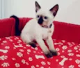 Vários gatinhos