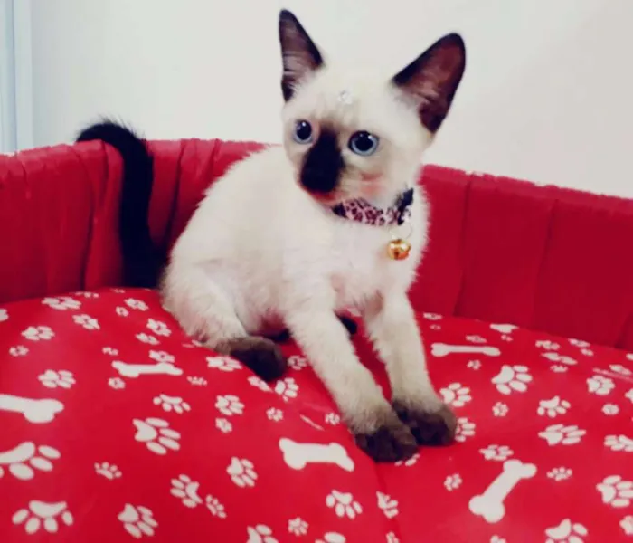 Gato ra a SRD idade 2 a 6 meses nome Vários gatinhos