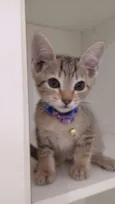 Vários gatinhos