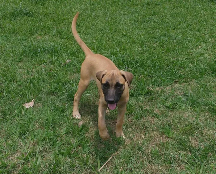Cachorro ra a Srd idade 2 a 6 meses nome Nenê