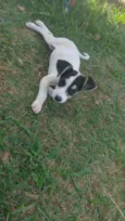 Neném