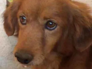 Cachorro raça Srd idade 3 anos nome Ursinho