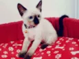 Vários gatinhos