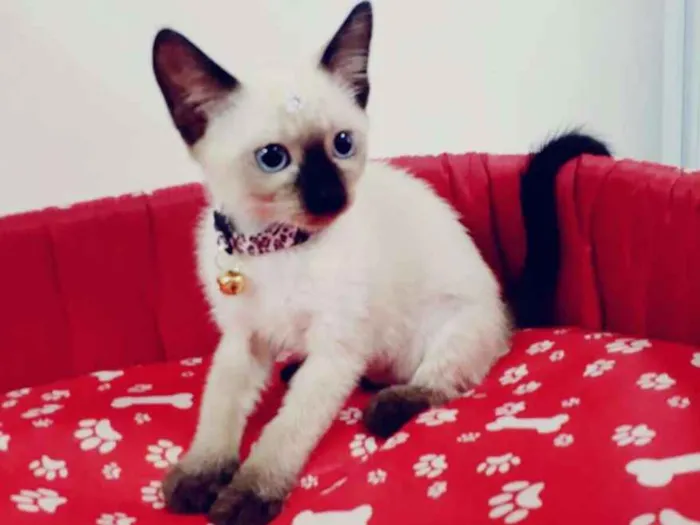 Gato ra a SRD idade 2 a 6 meses nome Vários gatinhos