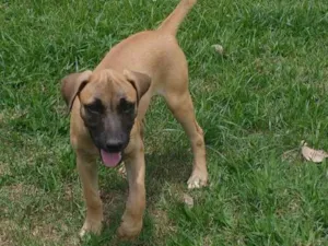 Cachorro raça Srd idade 2 a 6 meses nome Nenê