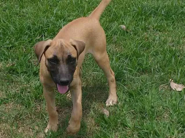 Cachorro ra a Srd idade 2 a 6 meses nome Nenê