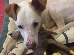 Cachorro raça  idade 1 ano nome Chico