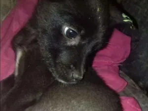 Cachorro raça Bassê  idade 2 a 6 meses nome Teodora