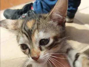 Gato raça SRD idade 2 a 6 meses nome Kate